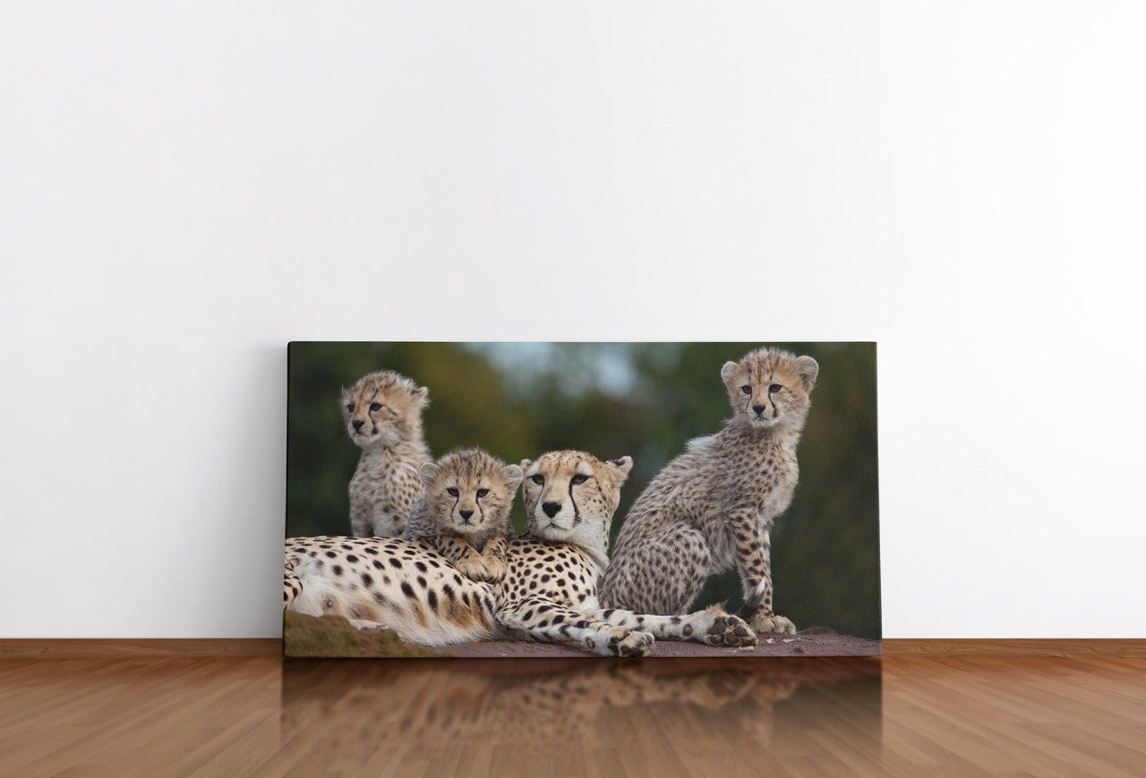 shutterstock_600817969YWkPORO8VAJn_1280x1280.jpg