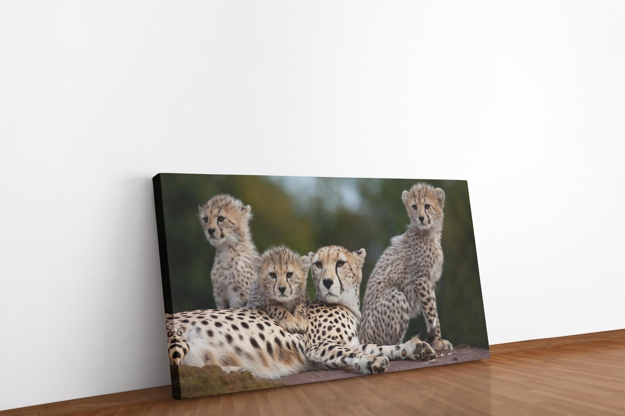 shutterstock_60081796o7ckFyITnYLjm_1280x1280.jpg