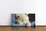 shutterstock_686946274Q3MnOyhttLWdQ_1280x1280.jpg