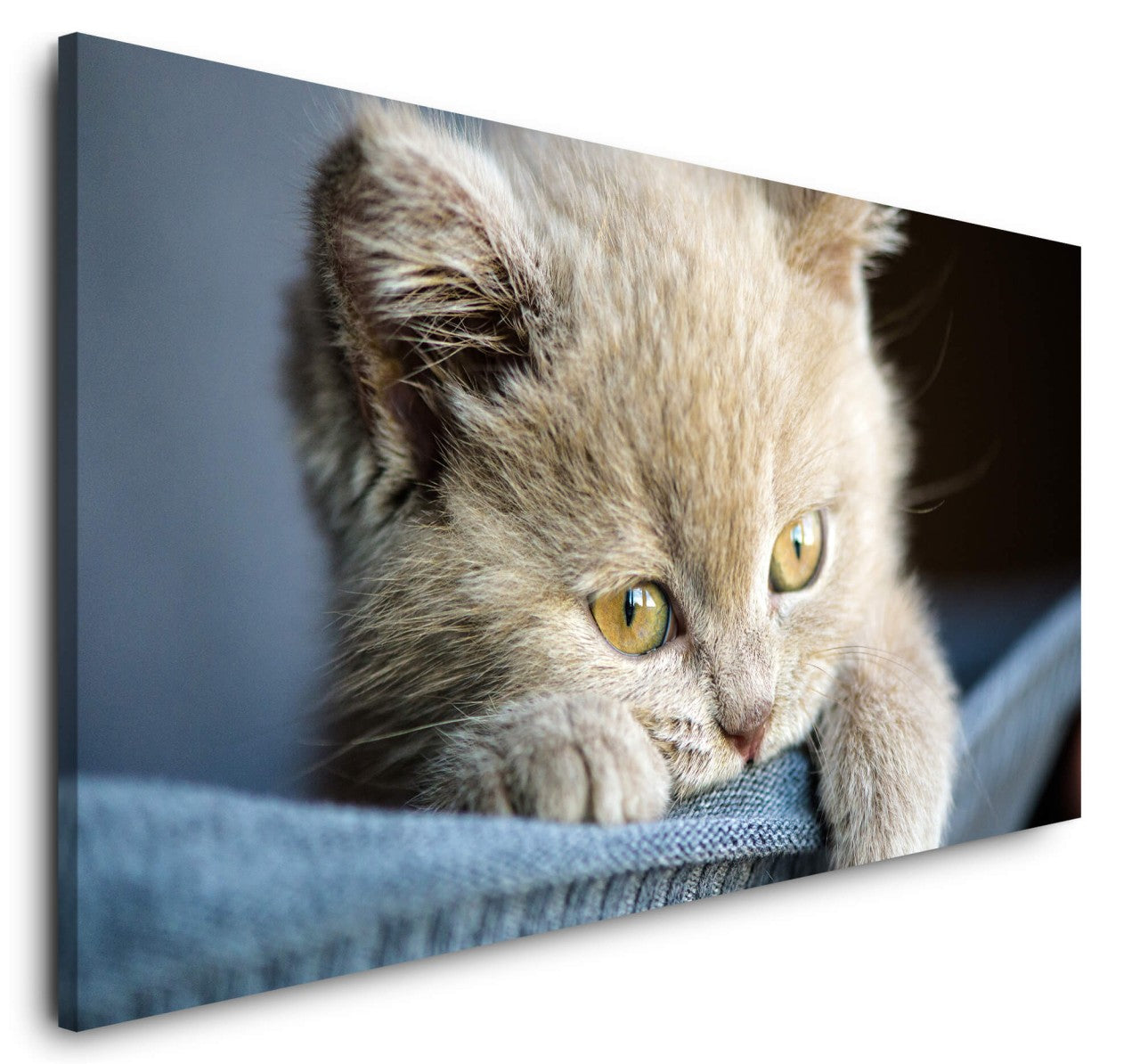 shutterstock_686946274bhwAMAPt4rAOP_1280x1280.jpg
