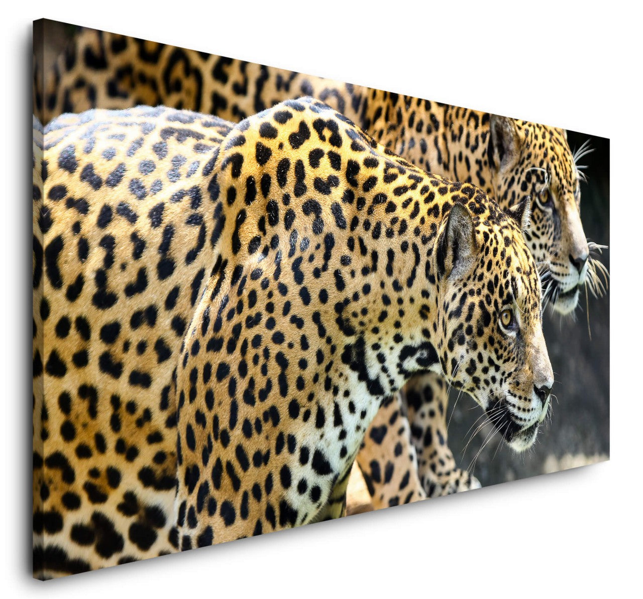 shutterstock_714832933fzmV9t1595pCa_1280x1280.jpg