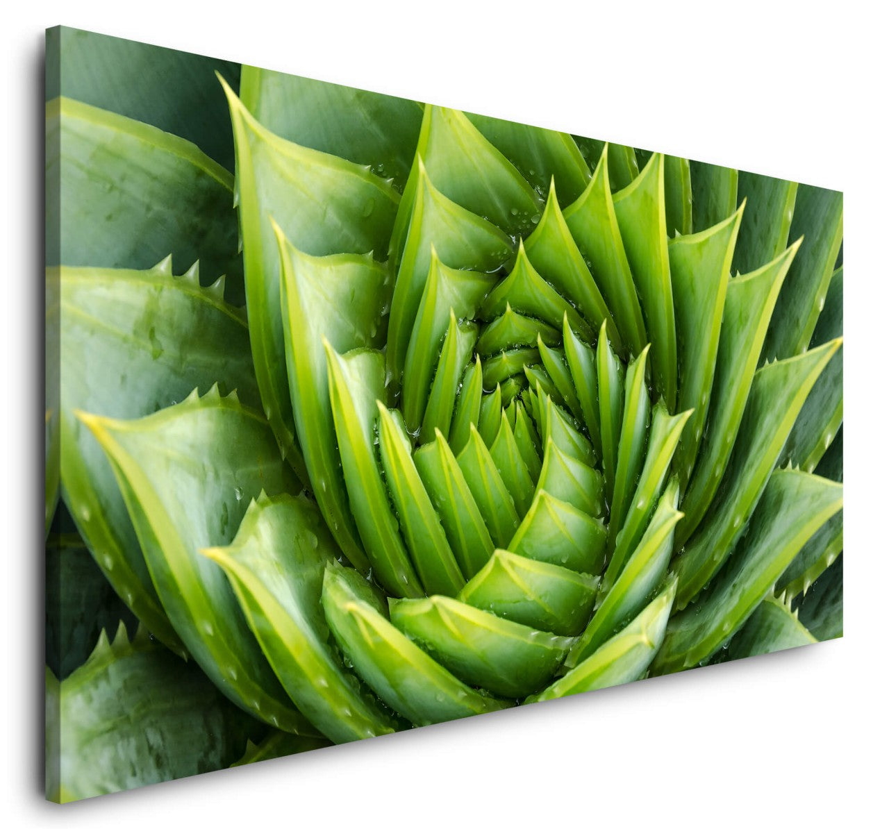 shutterstock_719652712x9Y3O56yo1Vye_1280x1280.jpg
