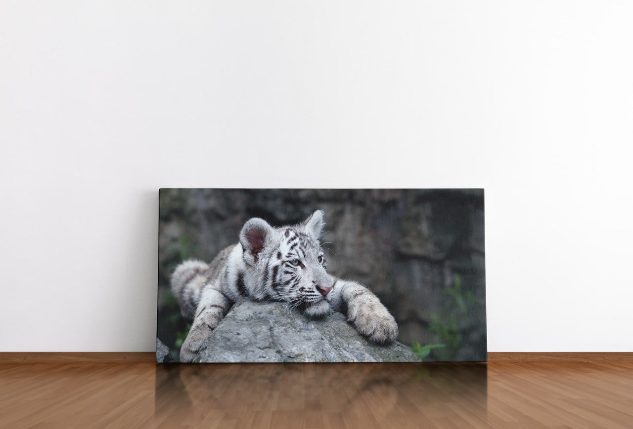 shutterstock_77629105ACa1ozCkZtBHa_1280x1280.jpg