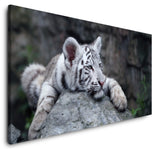 shutterstock_77629105rmqjcjtn5FjTG_1280x1280.jpg
