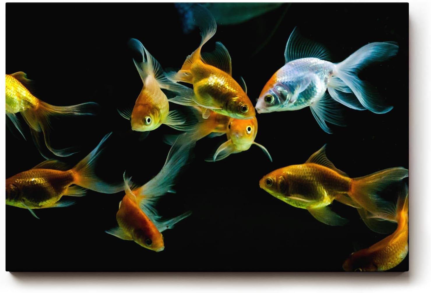 Sinus Art Wandbild 120x80cm Anmutige Darstellung von Goldfischen in harmonischer Farbkomposition