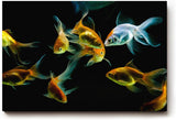 Sinus Art Wandbild 120x80cm Anmutige Darstellung von Goldfischen in harmonischer Farbkomposition