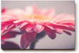 Sinus Art Wandbild 120x80cm Anmutige Nahaufnahme einer rosa Gerbera mit weichen Lichtverläufen