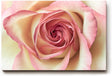 Sinus Art Wandbild 120x80cm Ästhetisches Rosenmotiv mit romantischer Ausstrahlung und Tiefe