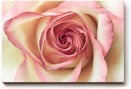 Sinus Art Wandbild 120x80cm Ästhetisches Rosenmotiv mit romantischer Ausstrahlung und Tiefe