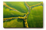 Sinus Art Wandbild 120x80cm Atemberaubende Luftaufnahme mit geometrisch verlaufenden Baumreihen auf sattem Grün