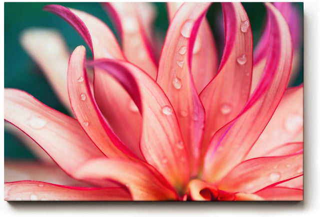 Sinus Art Wandbild 120x80cm Blüte in Pink mit Tautropfen – faszinierende Struktur und frische Ästhetik