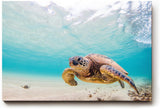Sinus Art Wandbild 120x80cm Detailreiche Aufnahme einer Schildkröte im klaren Ozean für entspannte Raumwirkung