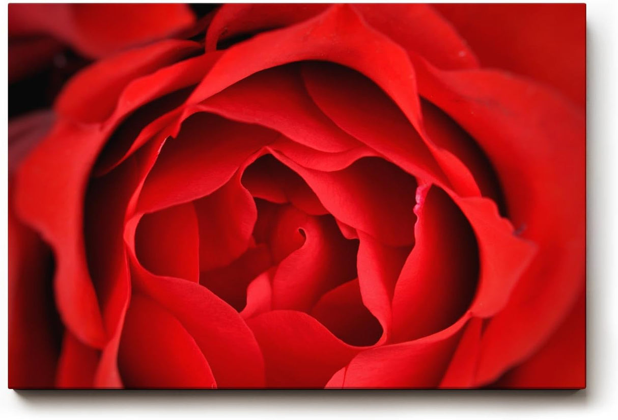 Sinus Art Wandbild 120x80cm Detailreiche Nahaufnahme einer geöffneten roten Rose mit sanft geschwungenen Blütenblättern