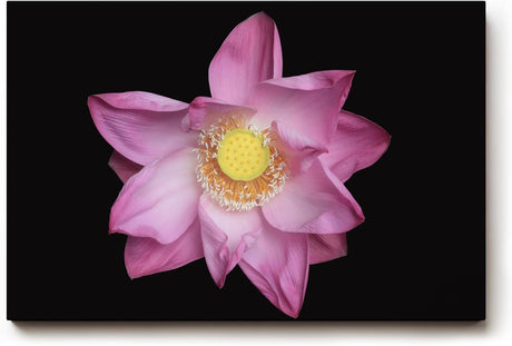 Sinus Art Wandbild 120x80cm Die rosa Blütenblätter vor schwarzem Hintergrund wirken edel, klar und meditativ