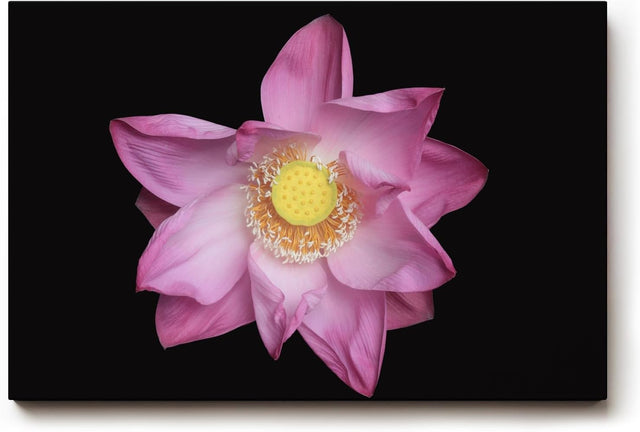 Sinus Art Wandbild 120x80cm Die rosa Blütenblätter vor schwarzem Hintergrund wirken edel, klar und meditativ