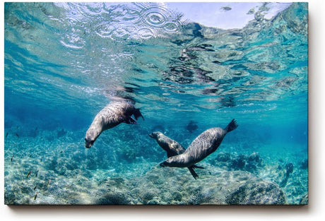 Sinus Art Wandbild 120x80cm Faszinierende Szene mit schwimmenden Seelöwen in Bewegung in türkisblauer Umgebung