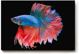 Sinus Art Wandbild 120x80cm Faszinierender Betta-Fisch mit dynamischer Flossenpracht in Rot und Blau auf dunklem Fond