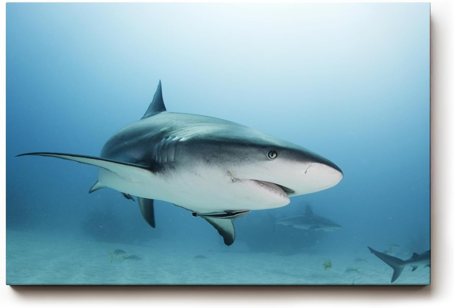 Sinus Art Wandbild 120x80cm Fesselndes Tiermotiv mit realistischer Darstellung eines Haies im Tiefblau