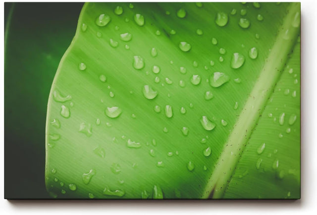 Sinus Art Wandbild 120x80cm Frisches grünes Blatt mit Wassertropfen – Symbol für Reinheit und Natur