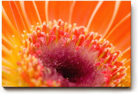 Sinus Art Wandbild 120x80cm Leuchtendes Orange und zartes Pink verschmelzen zu einem floralen Energiezentrum