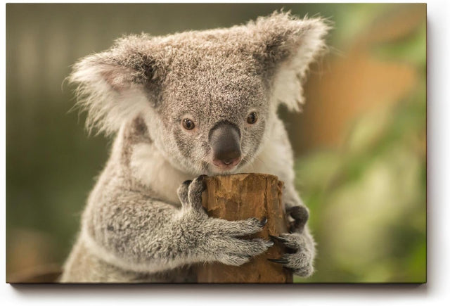 Sinus Art Wandbild 120x80cm Liebevolle Tieraufnahme mit Koala in natürlicher Pose vor ruhiger Kulisse