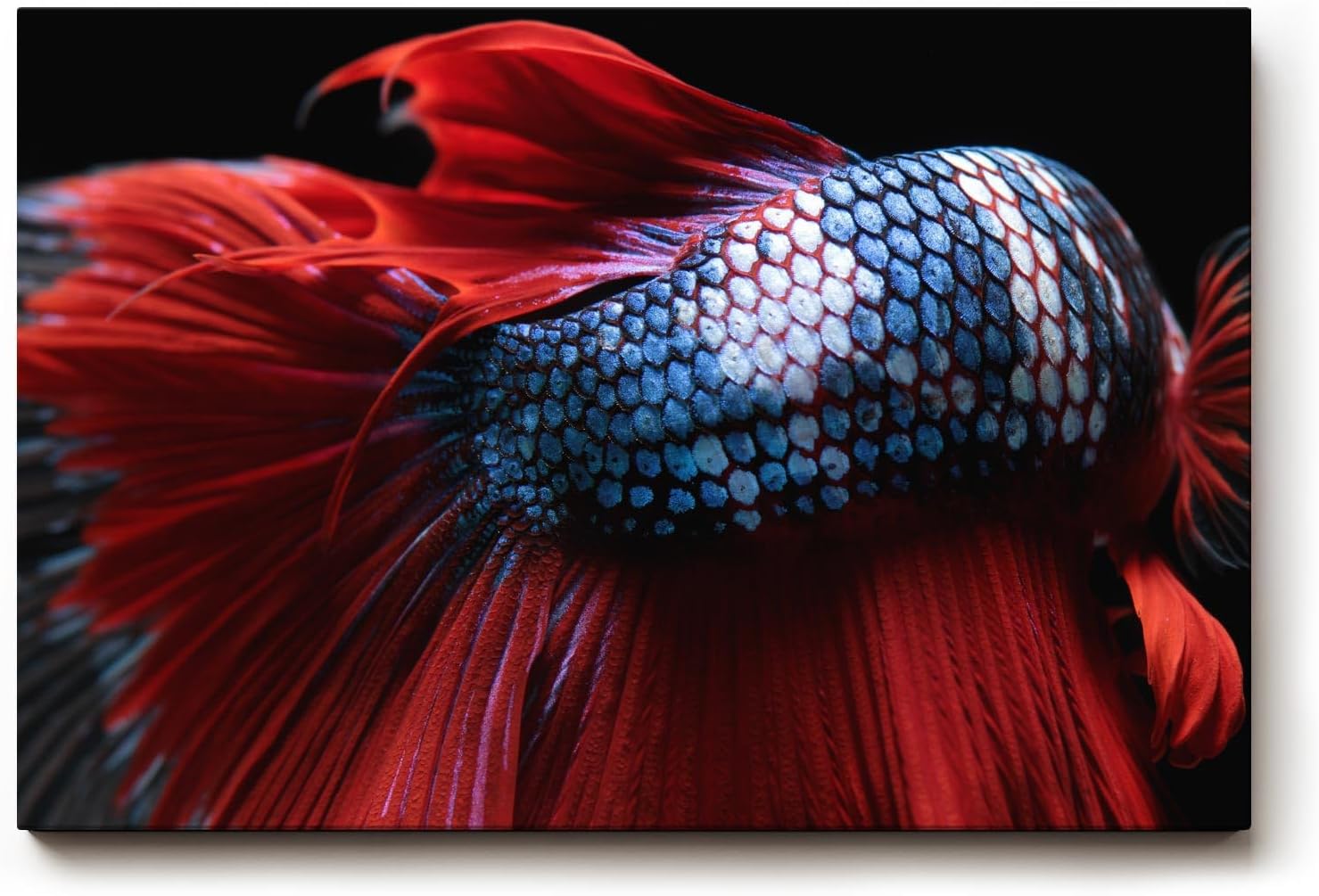 Sinus Art Wandbild 120x80cm Makroaufnahme eines Kampffischs mit leuchtend roter Flosse und glänzenden Schuppen
