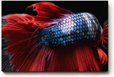 Sinus Art Wandbild 120x80cm Makroaufnahme eines Kampffischs mit leuchtend roter Flosse und glänzenden Schuppen