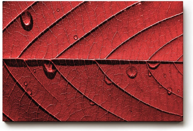 Sinus Art Wandbild 120x80cm Perfektes Motiv für alle, die grafische Naturästhetik mit Eleganz verbinden