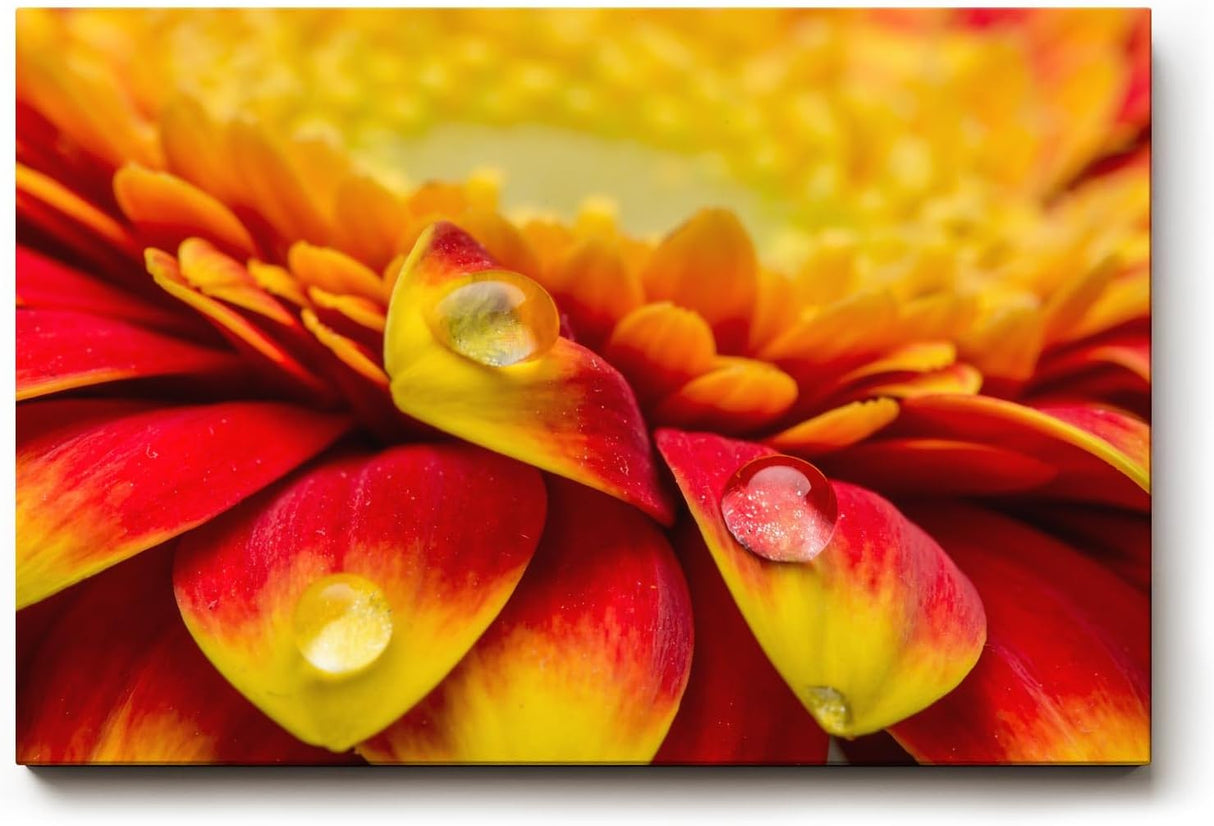 Sinus Art Wandbild 120x80cm Rote und gelbe Gerbera-Blüte mit Wassertropfen – ausdrucksstark, frisch und kraftvoll