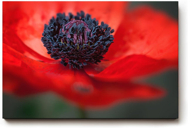 Sinus Art Wandbild 120x80cm Starke Nahaufnahme einer offenen roten Mohnblüte mit Fokus auf das tiefschwarze Zentrum