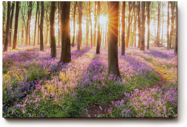 Sinus Art Wandbild 120x80cm Waldszene mit violetten Blüten und einfallender Sonne für verträumte Atmosphäre