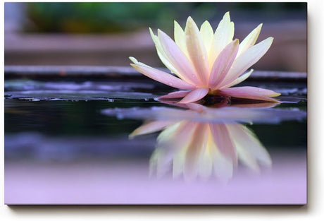 Sinus Art Wandbild 120x80cm Zartrosa Seerose auf dunklem Wasser mit Reflexion – ruhig, edel und harmonisch