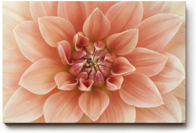 Sinus Art Wandbild 120x80cm Zentrierte Dahlienblüte mit perfekter Symmetrie und weicher Textur