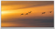 Vögel im Himmel ca. 130x70cm Wandbild inklusive Schattenfugenrahmen weiss - Panorama Leinwand Bild XXL Format Wandbilder Wohnzimmer Wohnung Deko Kunstdrucke