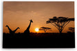 Paul Sinus Wandbild 120x80cm Afrika Giraffen Sonnenuntergang Abend Natur Wildnis Bäume