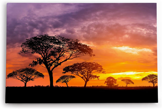 Paul Sinus Wandbild 120x80cm Afrikanische Landschaft Burkea Africana Bäume Sonnenuntergang