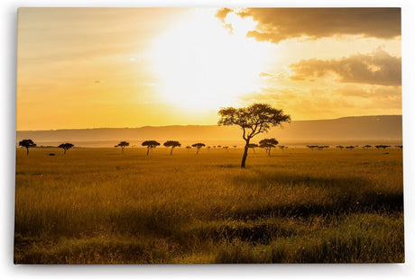 Paul Sinus Wandbild 120x80cm Afrikanische Landschaft Burkea Africana Bäume Sonnenuntergang