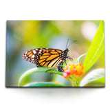 STOCKS_2331fw53hWGeHHowH_1280x1280.jpg