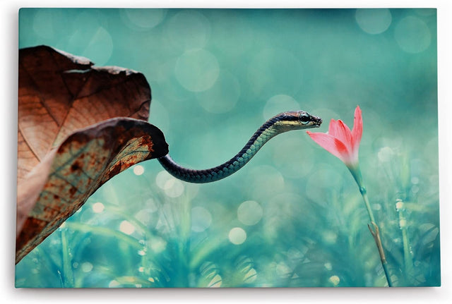 Paul Sinus Wandbild 120x80cm Babyschlange Schlange Blüte Tierfotografie Kunstvoll