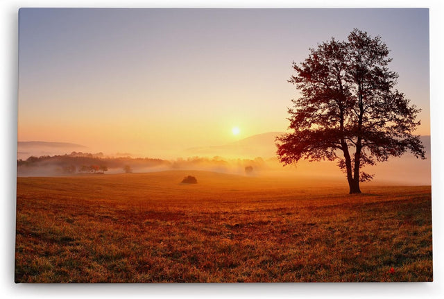 Paul Sinus Wandbild 120x80cm Baum Morgentau Sonnenaufgang Feld Natur Nebel