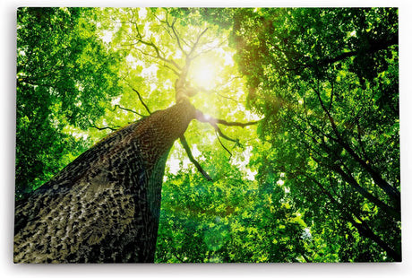 Paul Sinus Wandbild 120x80cm Baum Sonnenstrahlen Baumkrone Grün Natur