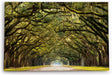 Paul Sinus Wandbild 120x80cm Baumallee Allee Bäume Straße Baumkrone Kunstvoll