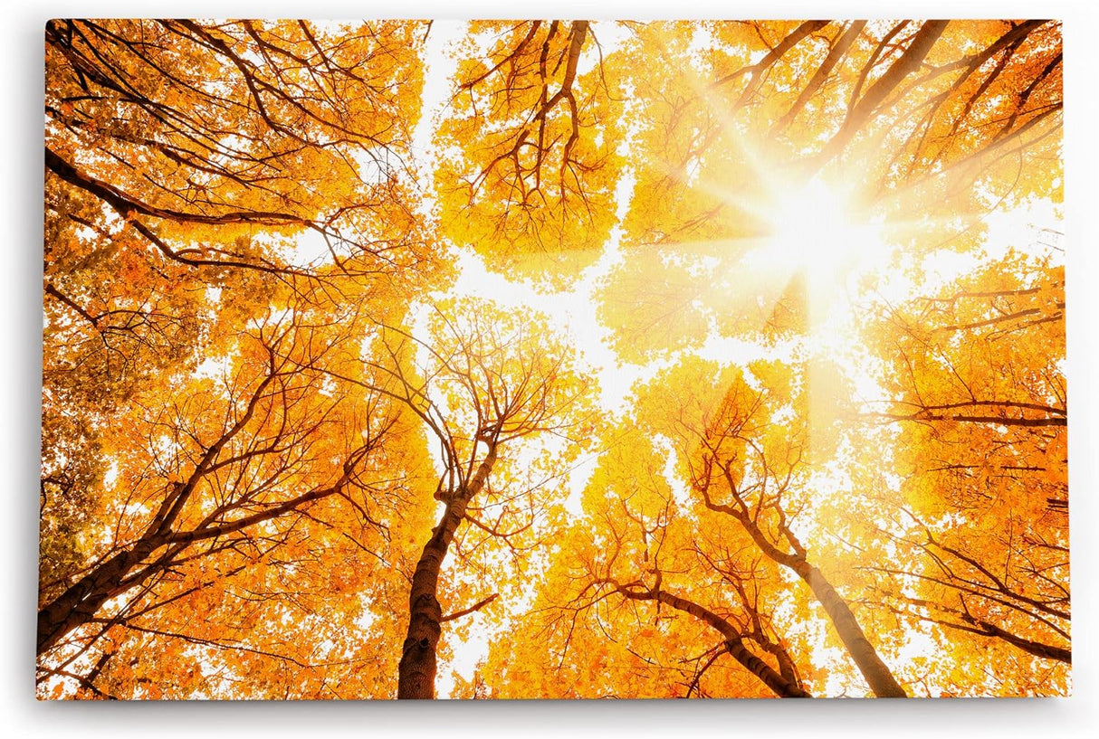 Wandbild 120x80cm Bäume Baumkronen Eiche Sonnenstrahl Sonnenschein Wald