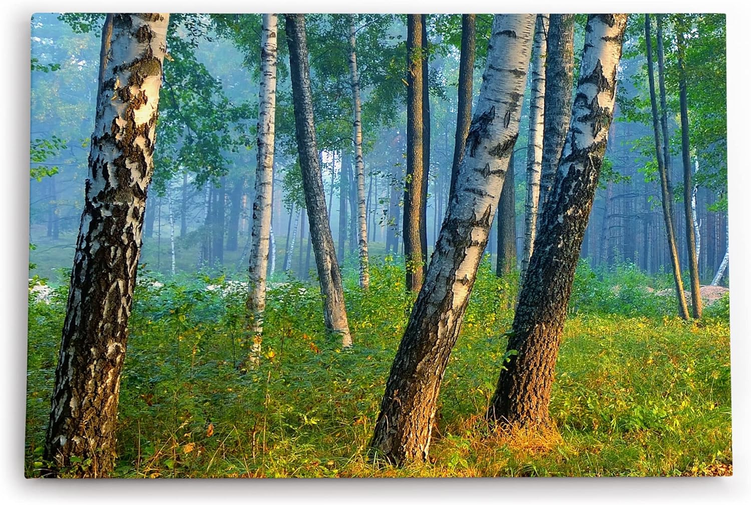 Paul Sinus Wandbild 120x80cm Birkenwald Wald Birken Natur Bäume Grün