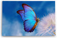 Paul Sinus Wandbild 120x80cm Blauer Schmetterling Pusteblume Frühling blauer Himmel