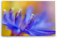 Paul Sinus Wandbild 120x80cm Blume Blüte Orchidee Nahaufnahme Makrofotografie