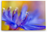 Paul Sinus Wandbild 120x80cm Blume Blüte Orchidee Nahaufnahme Makrofotografie
