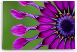 Paul Sinus Wandbild 120x80cm Blume Blüte Violett Kapkörbchen Sommer Nahaufnahme