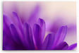 Paul Sinus Wandbild 120x80cm Blumen Blüten Violett Nahaufnahme Makrofotografie Kunstvoll