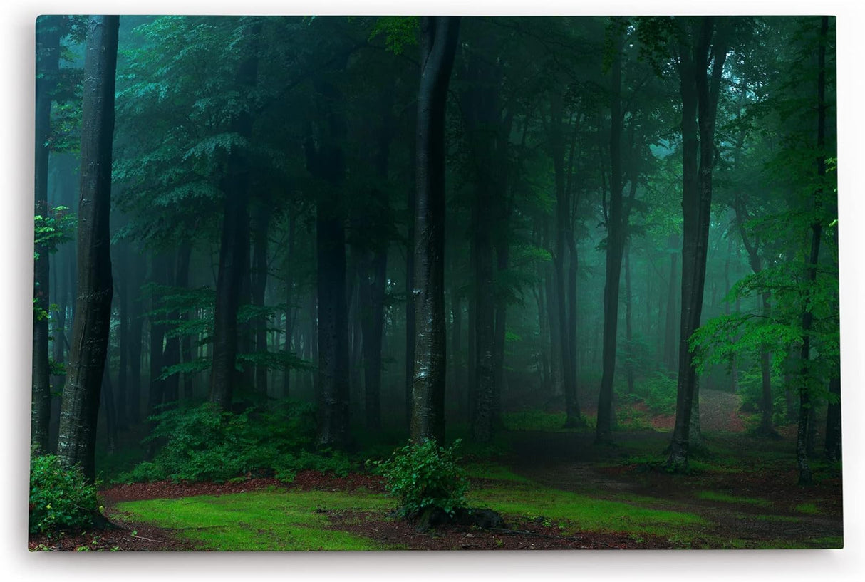 Paul Sinus Wandbild 120x80cm Dunkler Wald Bäume Natur Grün Moos